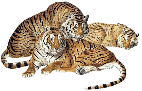 tigris_167.png