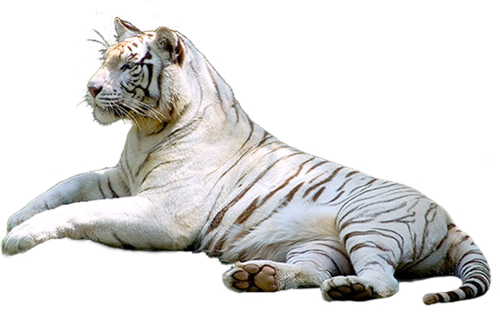 tigris_169.png
