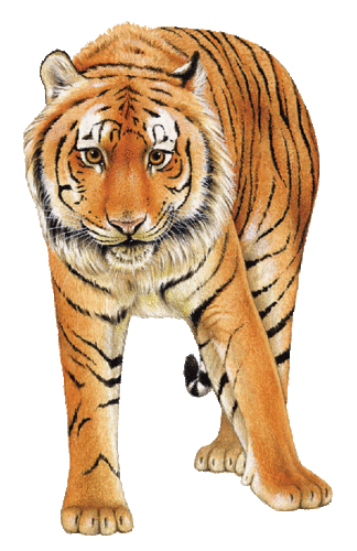 tigris_170.gif