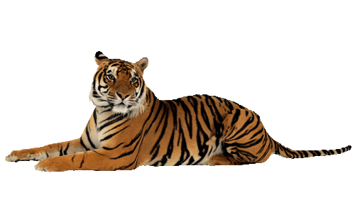 tigris_172.gif