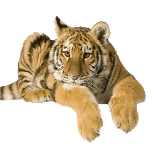 tigris_173.png
