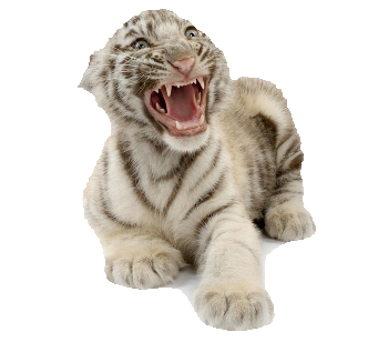 tigris_179.png