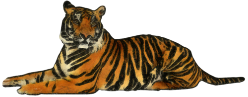tigris_181.png