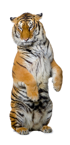 tigris_186.png