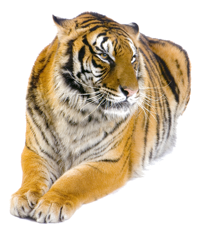 tigris_189.png