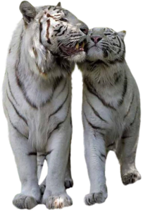 tigris_19.png