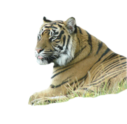 tigris_191.png