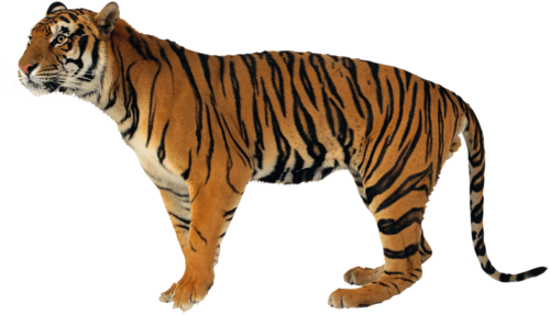 tigris_192.png