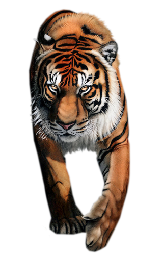 tigris_193.png