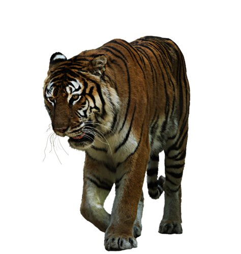 tigris_194.png