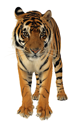 tigris_197.png