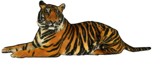 tigris_198.png
