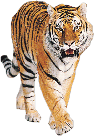 tigris_20.png