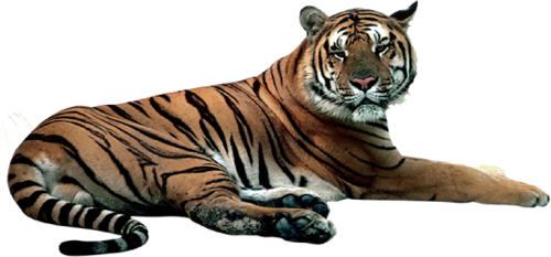 tigris_200.png