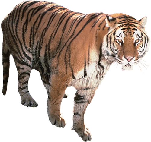 tigris_201.png