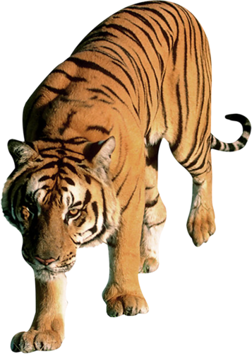 tigris_202.png