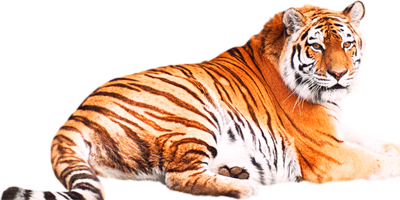 tigris_203.png