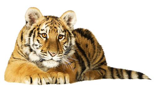 tigris_204.png