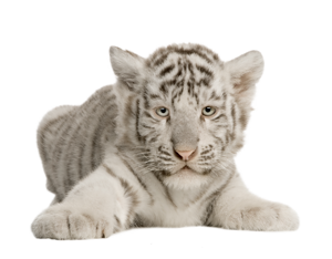 tigris_21.png