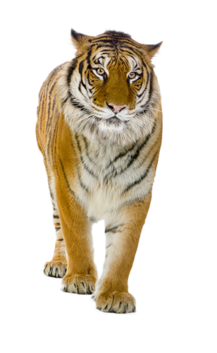 tigris_227.png