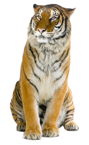 tigris_228.png