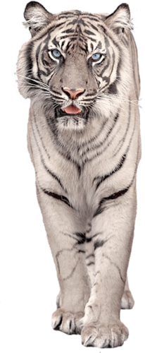 tigris_229.png