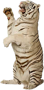 tigris_23.png