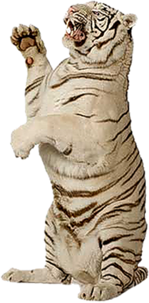 tigris_233.png
