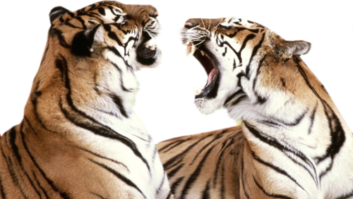 tigris_236.png