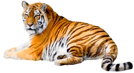 tigris_24.png
