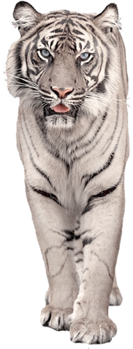 tigris_241.png