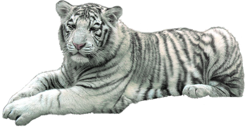 tigris_243.png