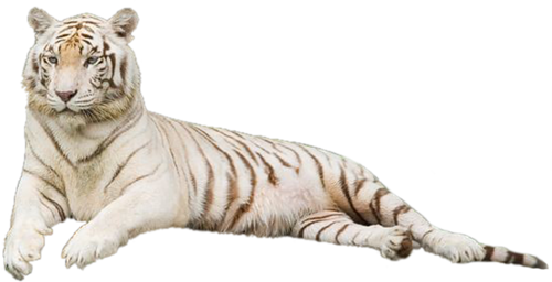 tigris_244.png