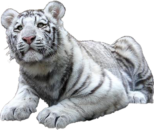 tigris_245.png