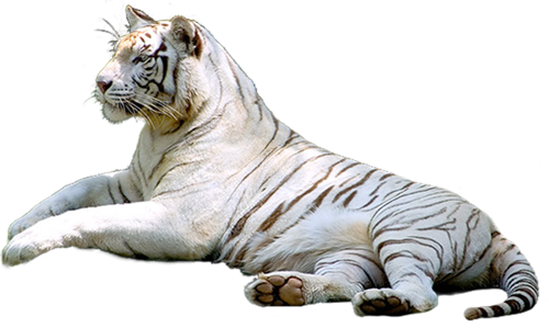 tigris_246.png