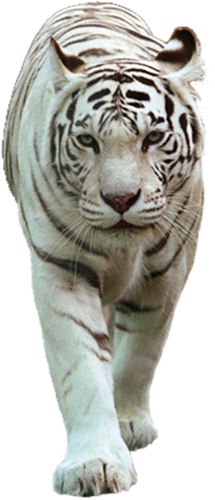 tigris_247.png