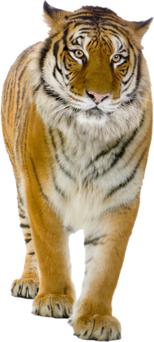 tigris_248.png