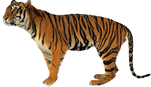 tigris_249.png