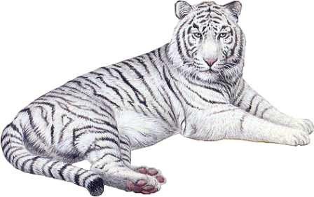 tigris_25.png