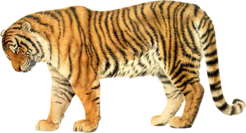 tigris_252.png