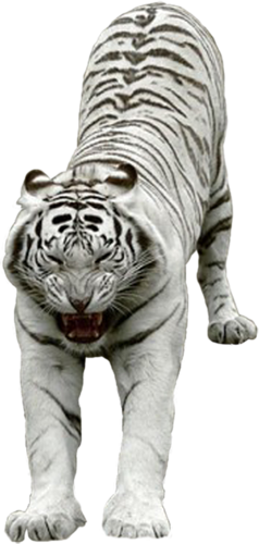 tigris_253.png