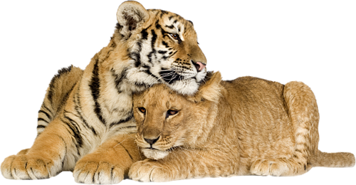 tigris_255.png