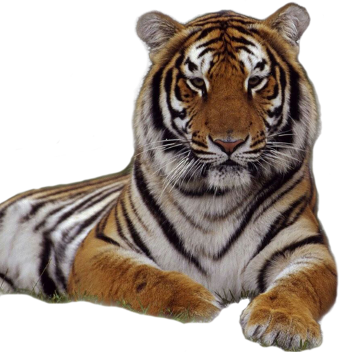 tigris_257.png