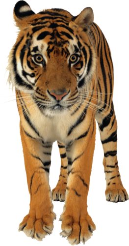 tigris_259.png