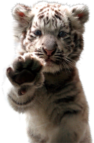 tigris_262.png