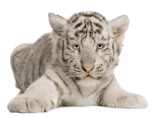 tigris_267.png