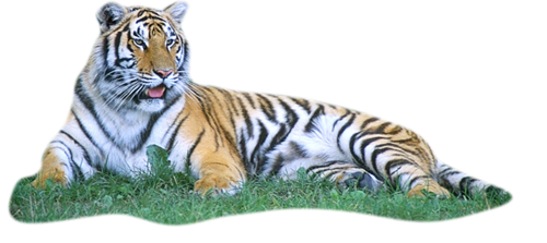 tigris_269.png