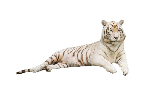 tigris_271.png