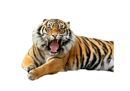 tigris_272.png