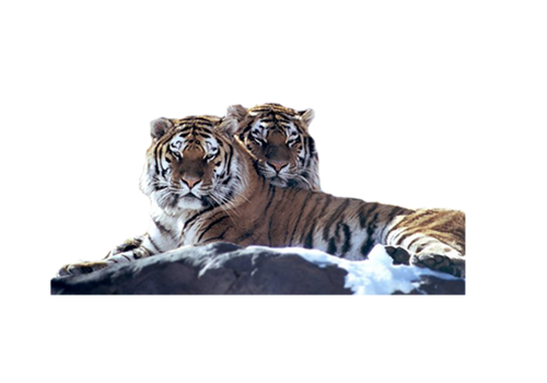 tigris_273.png